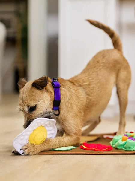 Grand Tapis de fouille pour chien - Brunch 🍳 - Pet PLAY