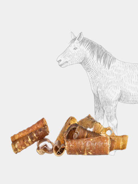 Friandise de mastication pour chien - Trachée de cheval 🐎
