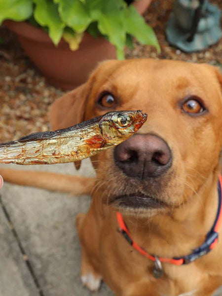 Poisson séché pour chien