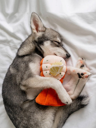 Jouet d'occupation pour chien