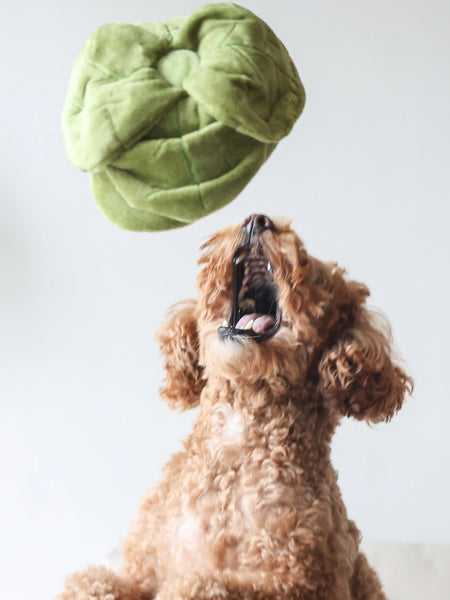 Jouet d'occupation pour chien