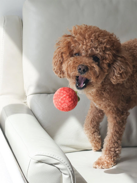 Jouet d'occupation pour chien - Sauce Tomate 🥫🍅 - Pups & Bubs