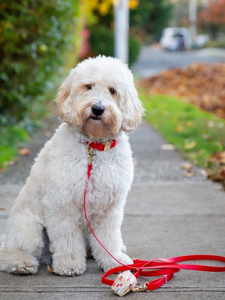 Collier waterproof Cloud pour chien - Cherry - Shop Sunny Tails