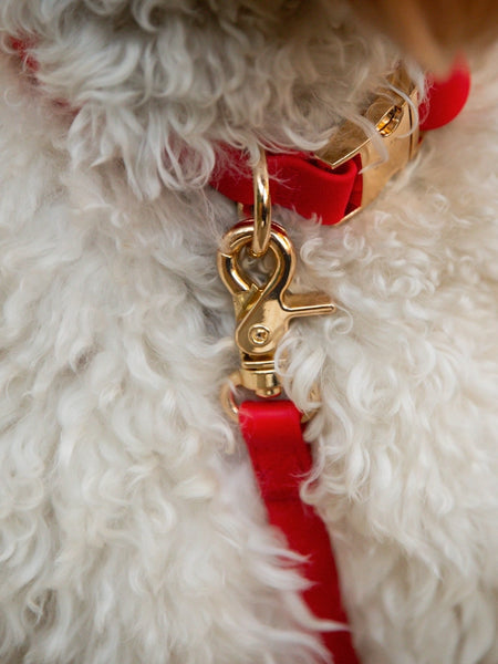 Collier waterproof Cloud pour chien - Cherry - Shop Sunny Tails