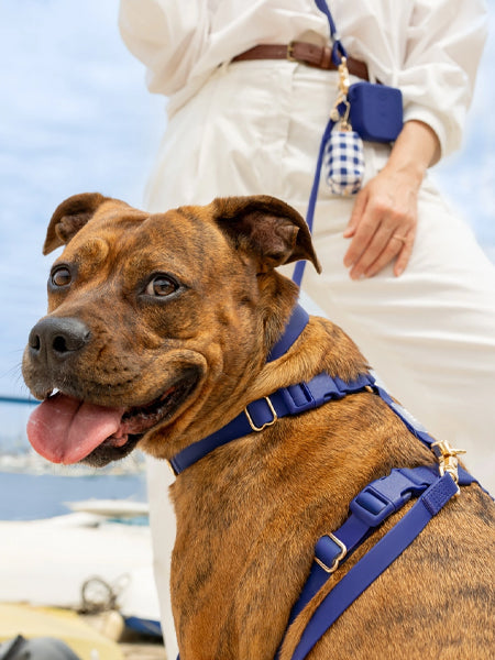 Collier waterproof Cloud pour chien - Bleu nuit - Shop Sunny Tails