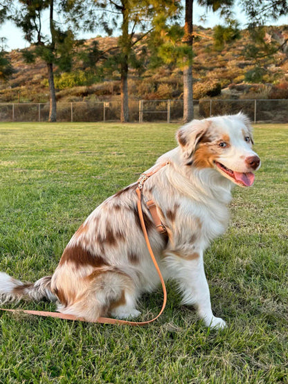 Harnais pour chien Cloud Lite - Chai - Shop Sunny Tails