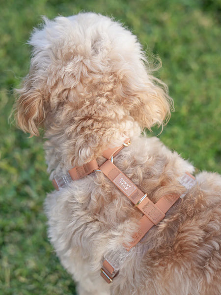 Harnais pour chien Cloud Lite - Chai - Shop Sunny Tails