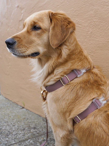 Harnais pour chien Cloud Lite - Espresso - Shop Sunny Tails