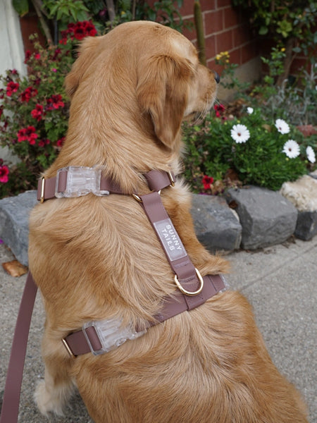 Harnais pour chien Cloud Lite - Espresso - Shop Sunny Tails