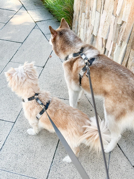 Harnais pour chien Cloud Lite - Noir - Shop Sunny Tails