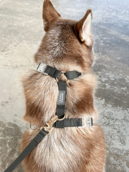 Harnais pour chien Cloud Lite - Noir - Shop Sunny Tails