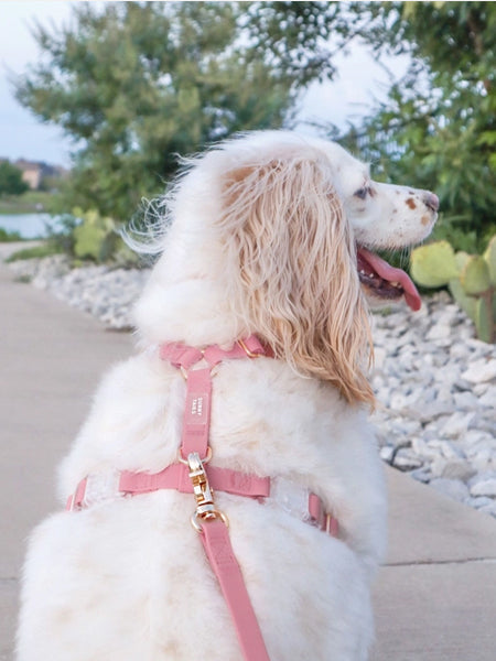 Harnais pour chien Cloud Lite - Rose Parfait - Shop Sunny Tails
