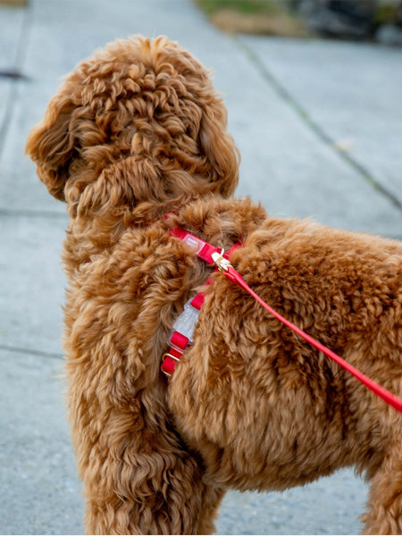 Harnais pour chien Cloud Lite - Cherry - Shop Sunny Tails