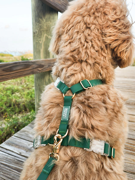 Harnais pour chien Cloud Lite - Vert forêt - Shop Sunny Tails