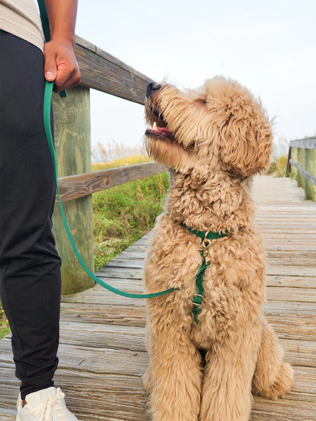 Harnais pour chien Cloud Lite - Vert forêt - Shop Sunny Tails