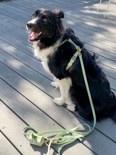 Harnais pour chien Cloud Lite - Pistache - Shop Sunny Tails