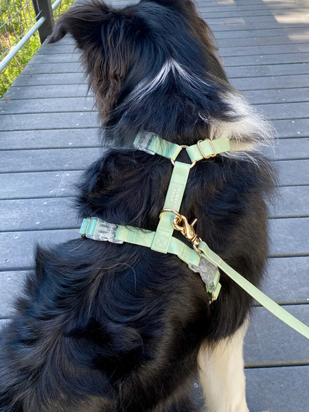 Harnais pour chien Cloud Lite - Pistache - Shop Sunny Tails