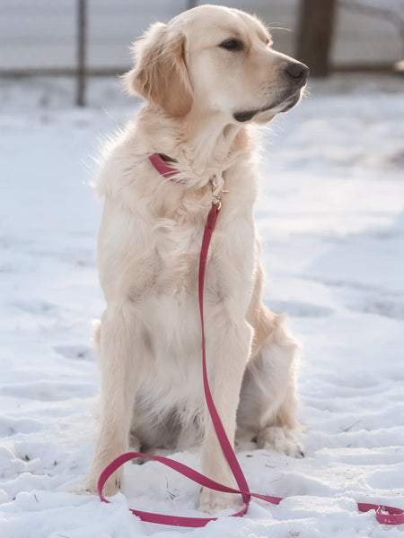 Laisse waterproof Cloud pour chien - Mûre - Shop Sunny Tails