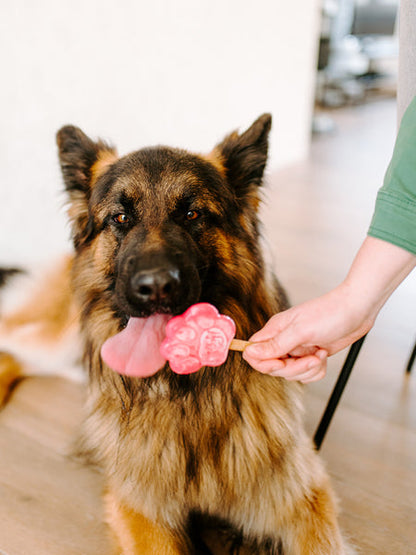 Mélange pour glaces pour chien