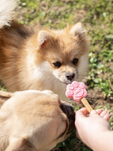 Moule à glaces pour chiot et petit chien - Taille XS - Smoofl