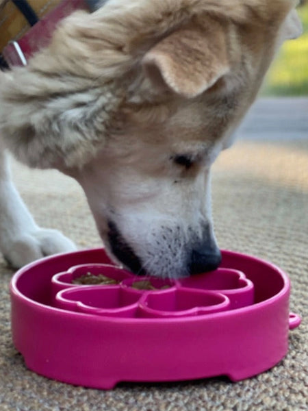 Gamelle d'enrichissement pour chien - Flower Rose - SodaPup