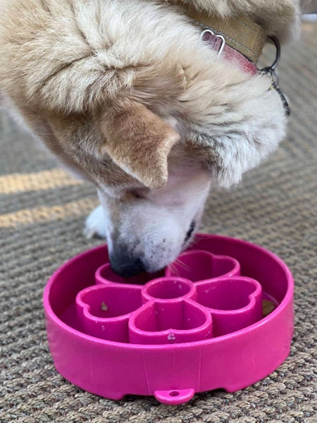 Gamelle d'enrichissement pour chien
