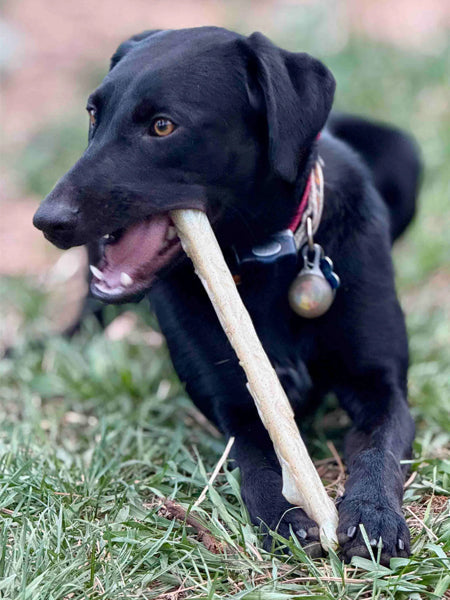Jouet à mâcher pour chien - Nylon Chew Stick - SodaPup
