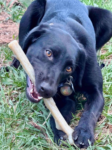Jouet à mâcher pour chien - Nylon Chew Stick - SodaPup
