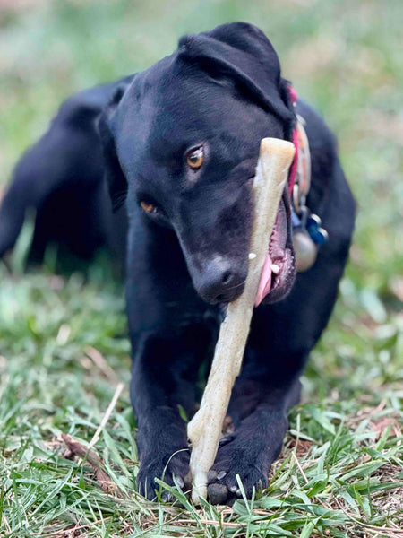 Jouet à mâcher pour chien - Nylon Chew Stick - SodaPup