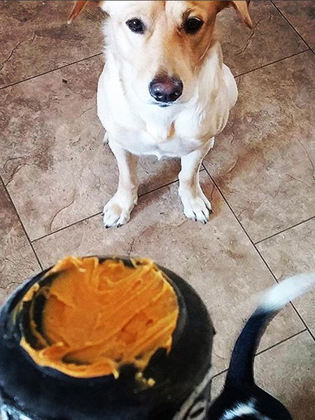 Jouet d'occupation pour chien