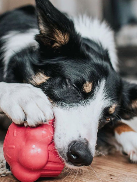 Jouet occupation pour chien -  Cupcake - SodaPup