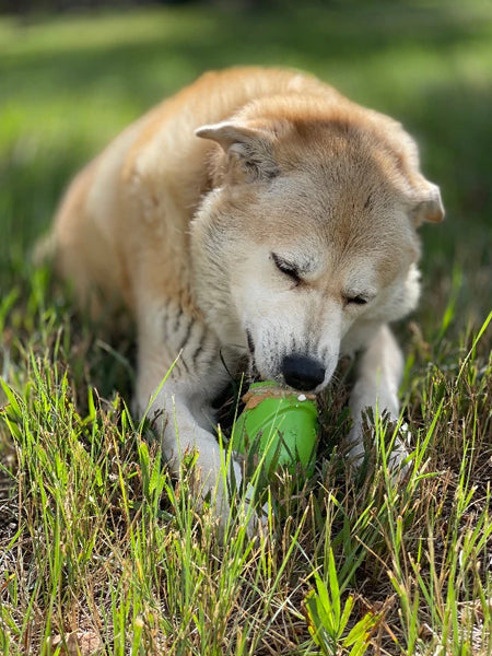 Jouet occupation pour chien - Gnome - SodaPup