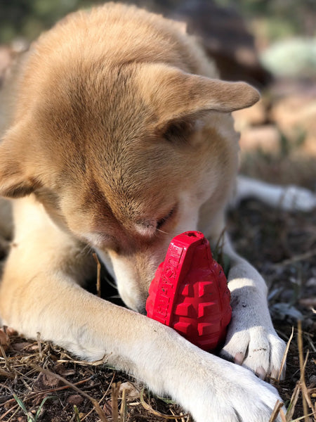 Jouet d'occupation pour chien