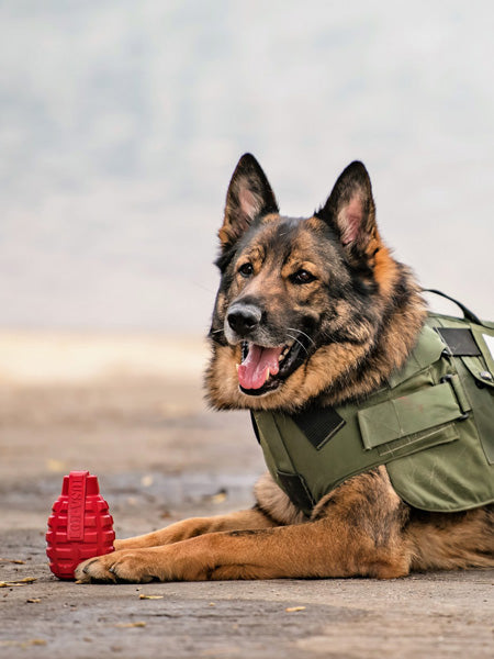 Jouet occupation pour chien -  Grenade - SodaPup