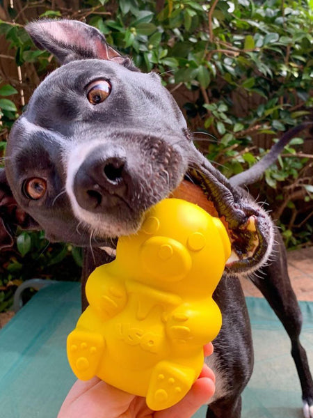 Jouet d'occupation pour chien