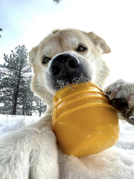 Jouet occupation pour chien - Pot de Miel (2 tailles) - SodaPup