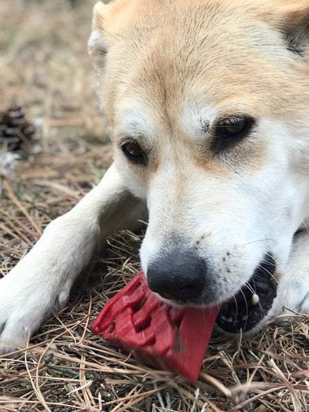 Jouet à mâcher ou à lécher pour chien