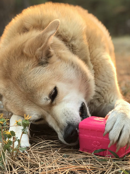 Jouet d'occupation pour chien