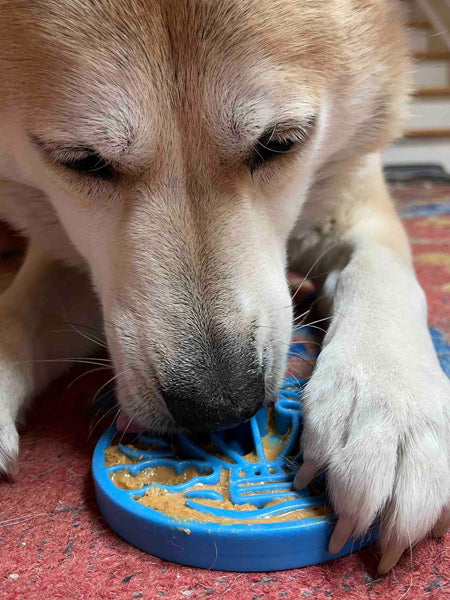 Jouet à mâcher ou à lécher pour chien - eCoin Air - SodaPup