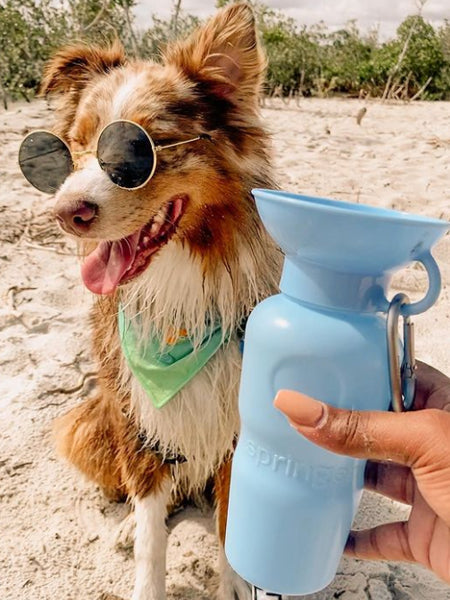 Gourde pour chien avec distributeur d’eau - Large (65 cl) Bleu - Springer