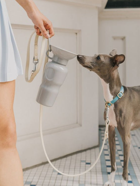 Gourde pour chien avec distributeur d’eau - Large (65 cl) Gris - Springer