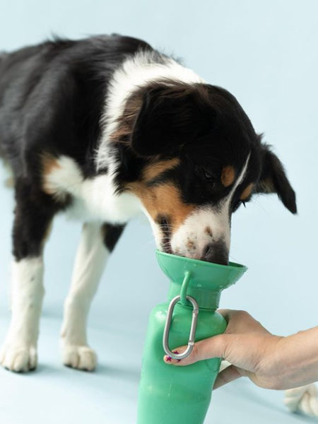 Gourde pour chien avec distributeur d’eau - Large (65 cl) Vert - Springer