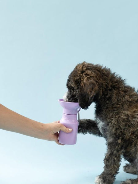 Gourde pour chien avec distributeur d’eau - Medium (44 cl) Lila - Springer