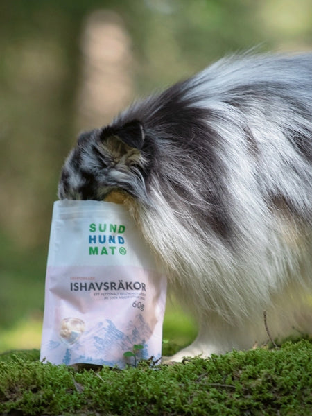 Friandises lyophilisées pour chien