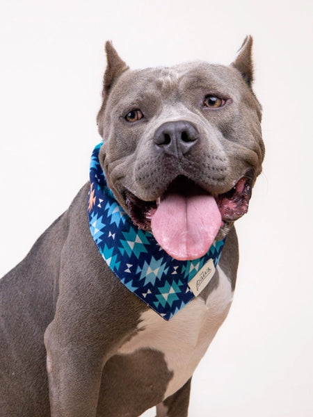 Bandana pour chien - Motif Blue Ridge - The Paws