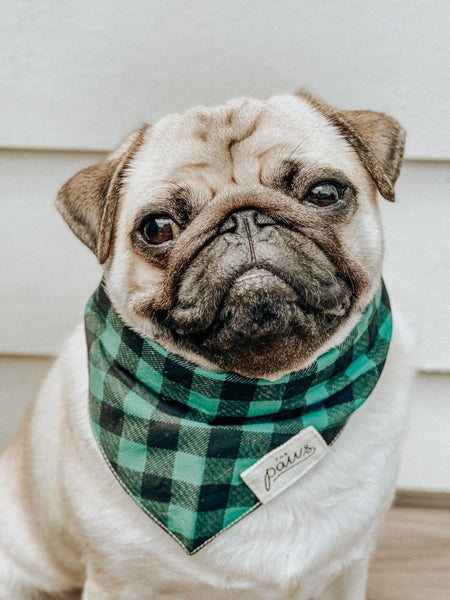 Bandana pour chien - Motif Bourbon -  The Paws
