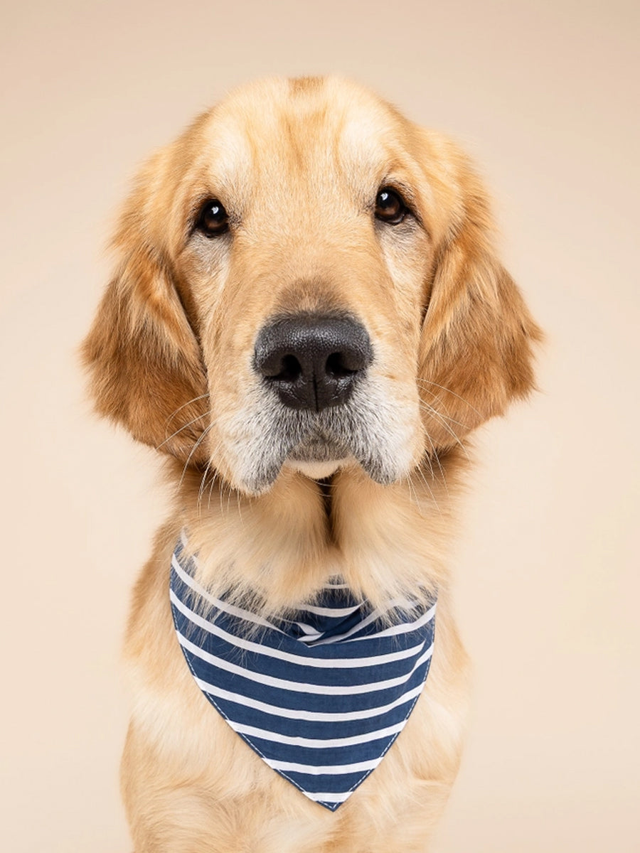 Bandana pour chien - Marinière - The Paws