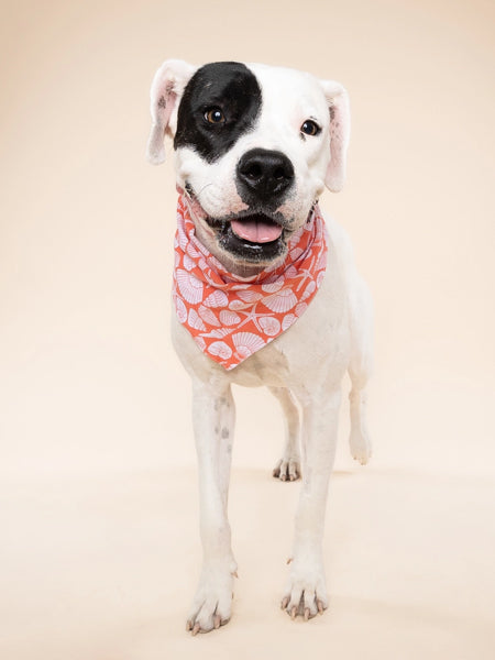 Bandana pour chien - Flores Shell - The Paws