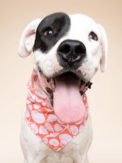 Bandana pour chien - Flores Shell - The Paws