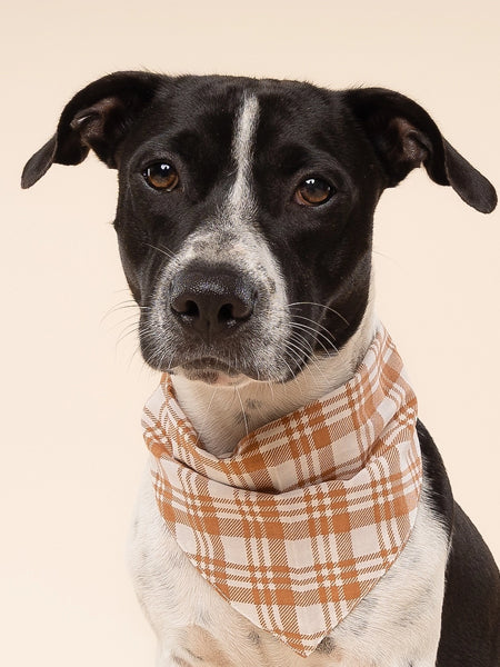 Bandana pour chien - Ginger - The Paws